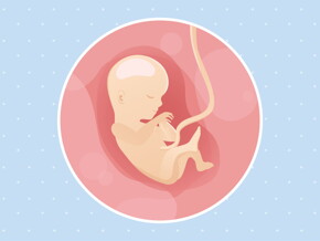 pregnancy week15 temporary pregnancy week15 temporary