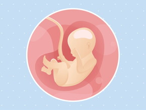 pregnancy week22 temporary pregnancy week22 temporary