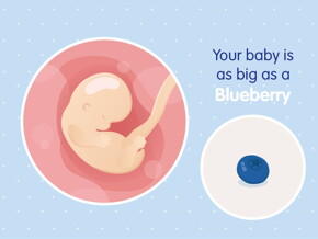 pregnancy week7 temporary pregnancy week7 temporary