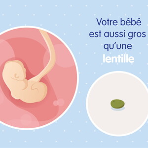 pregnancy-belly-fetal-development-week-4 fr pregnancy-belly-fetal-development-week-4 fr
