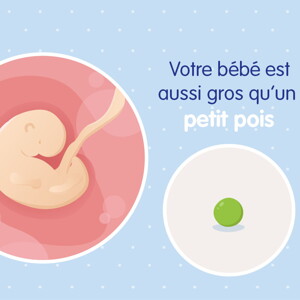 pregnancy-belly-fetal-development-week-5fr pregnancy-belly-fetal-development-week-5fr
