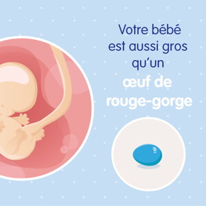 pregnancy-belly-fetal-development-week-8 fr pregnancy-belly-fetal-development-week-8 fr