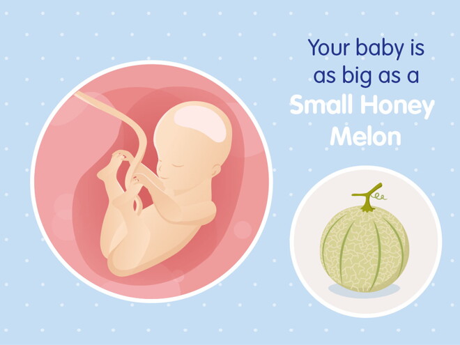pregnancy week25 temporary pregnancy week25 temporary